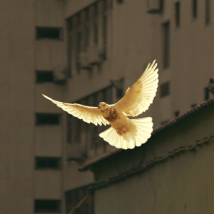 'The Gospel of Peace: Meditation & Living the Beatitudes' Weekend Retreat