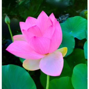 'Coming Home: a Christian-Zen Exploration of Awakening' weekend retreat